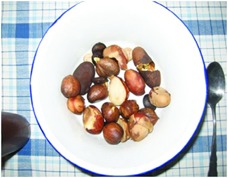 The jackfruit is a popular fruit, providing both nutritious fruit and edible nuts.